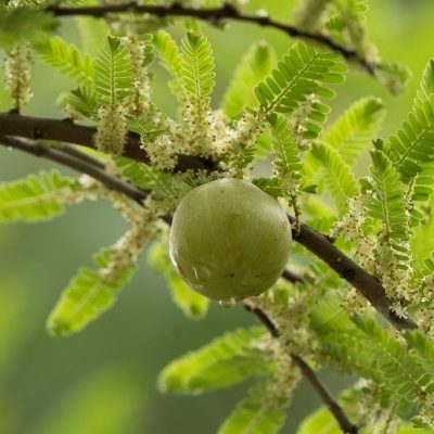 amla for hair