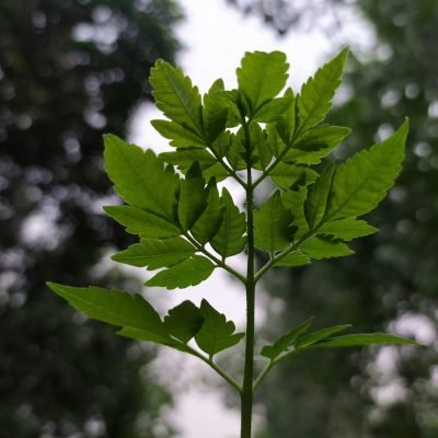 Neem